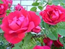 Роза плетистая  красная