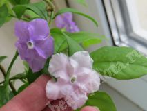 Брунфельсия australis start flowering with purple,стартер
