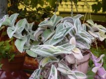 Традесканция силламонтана вариегатная взрослое растение