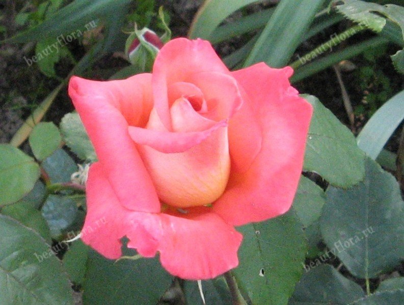 rosa-pink640-1