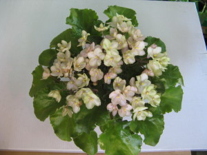 Emerald Pink конец цветения (6)