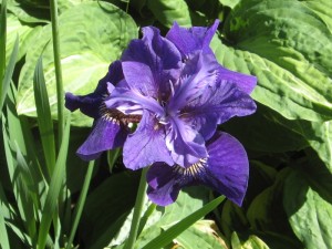 Iris sibirsk sin640