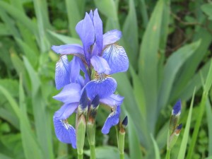 Iris sibirsk640
