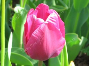 tulip pink640