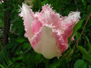 tulip pink640bah