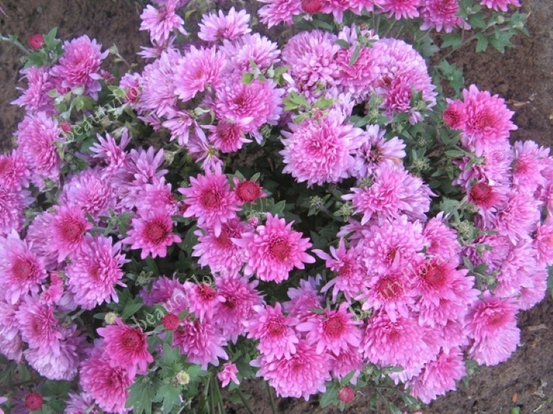 Горшечная хризантема мультифлора розовая