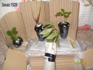 упаковка садовых растений