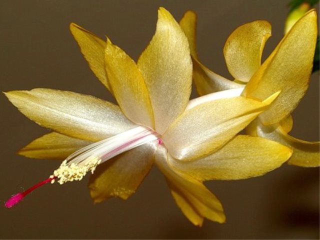 Гиления цветок фото