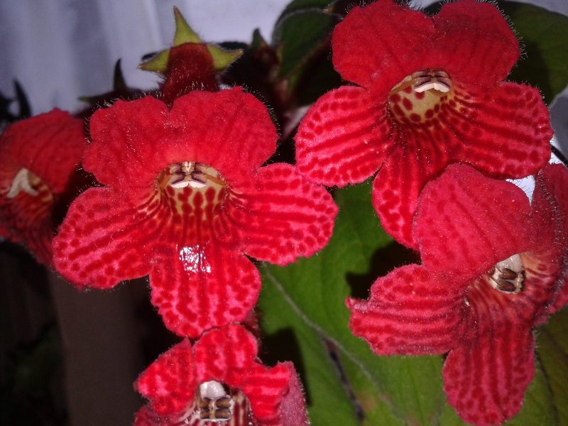 2. Coleus vershaffeltii