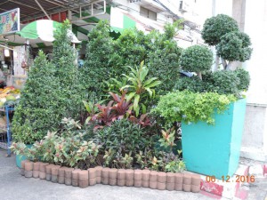 растения Таиланд