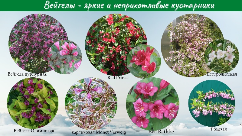 Бьютифлора Интернет Магазин Растений