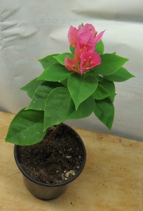 Бугенвиллея  Pixie-Queen-dark-pink-flower