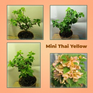 Бугенвиллея Mini-Thai-Yellow--обрезка