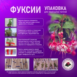 фуксии упаковка