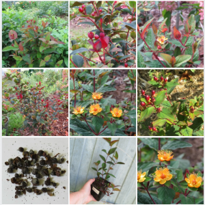 Зверобой кустарниковый