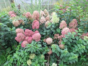 Гортензии метельчатые низкорослые