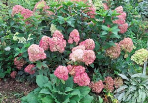 Гортензии метельчатые низкорослые