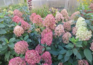 Гортензии метельчатые низкорослые