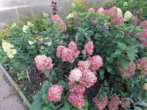 Гортензии метельчатые низкорослые