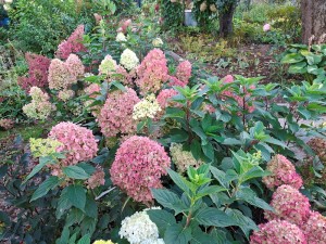 Гортензии метельчатые низкорослые