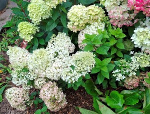 Гортензии метельчатые Bobo