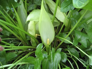 Арум италикум, цветы