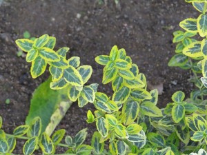 Бересклет форчуна