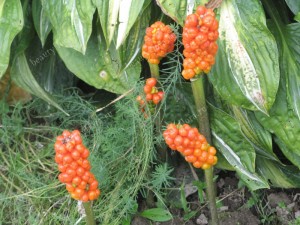 Арум италикум,семена