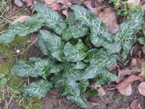 Арум италикум