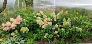 Гортензии метельчатые низкорослые