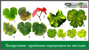 пеларгонии проблемы