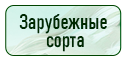 кнопка