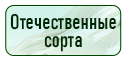 кнопка