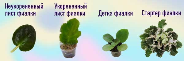 формат