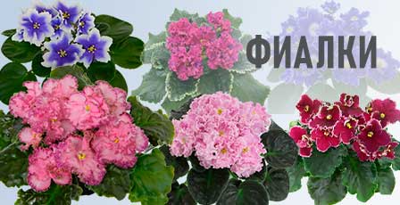 фиалки