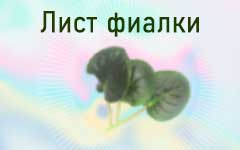 лист