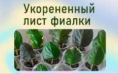 укор