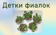 дет