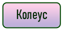 кнопка