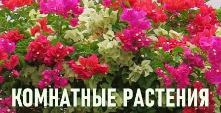 комн