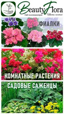 beautyflora.ru  Обновление сайта