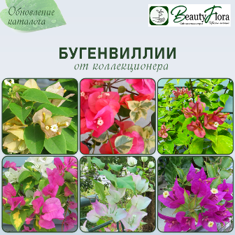 Обновление каталога Бугенвиллий