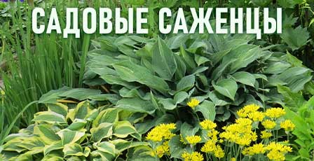 сад