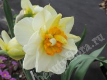 Нарцисс Flowerdrift