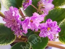 Фиалка Buckeye Ballerina