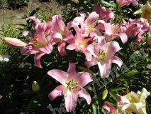 Лилия розовая ОТ-гибрид