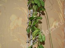 Хойя Diversifolia,взрослое растение