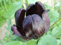Тюльпан черный