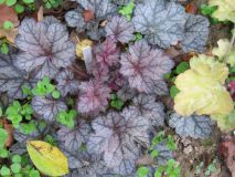Гейхера Autumn Leaves