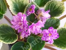 Фиалка Buckeye Ballerina, стартер